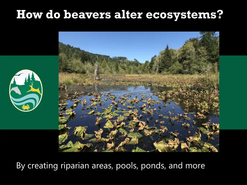 how do beavers alter ecosystems