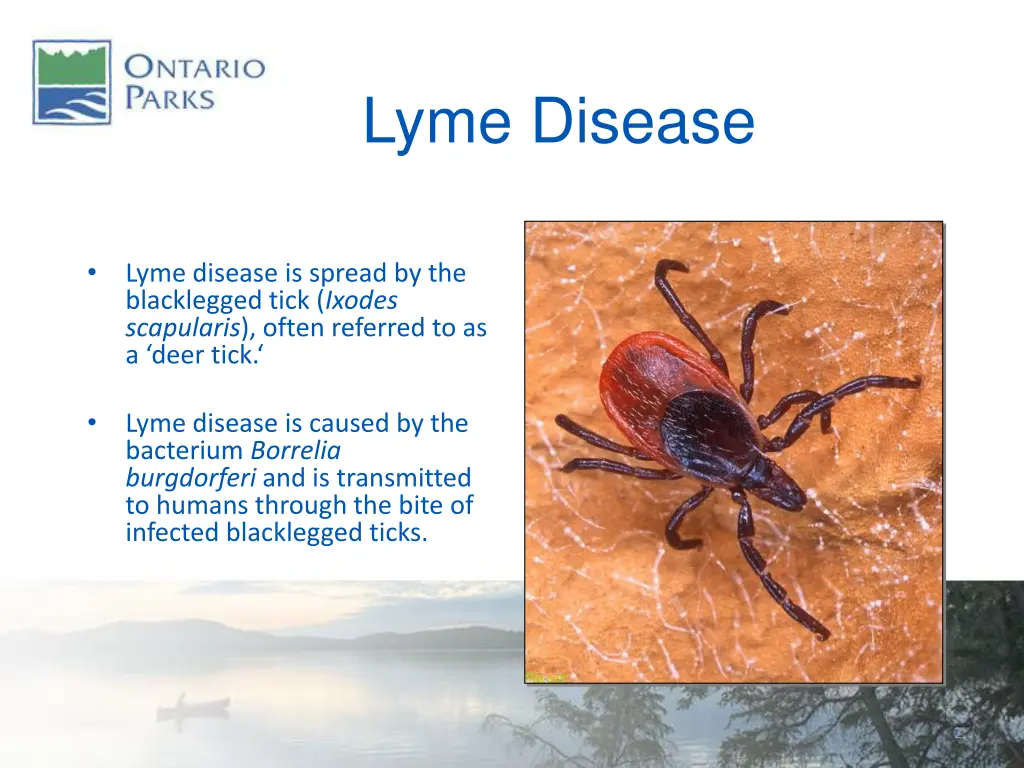 lyme disease 1