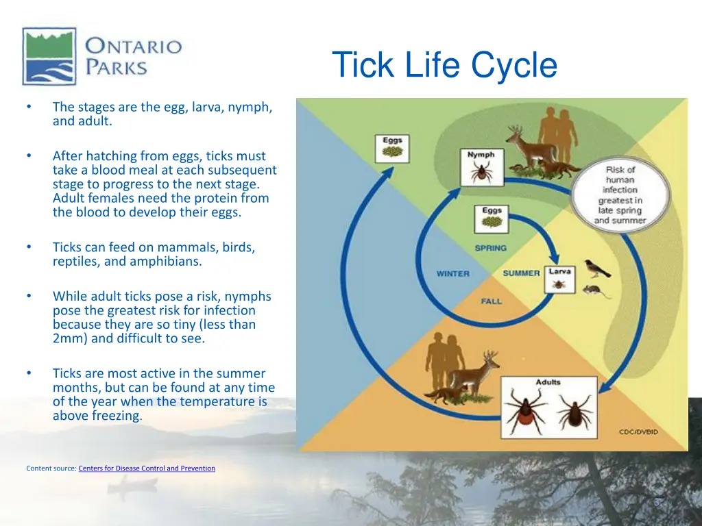 tick life cycle