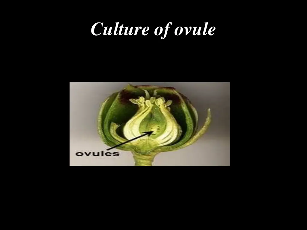 culture of ovule