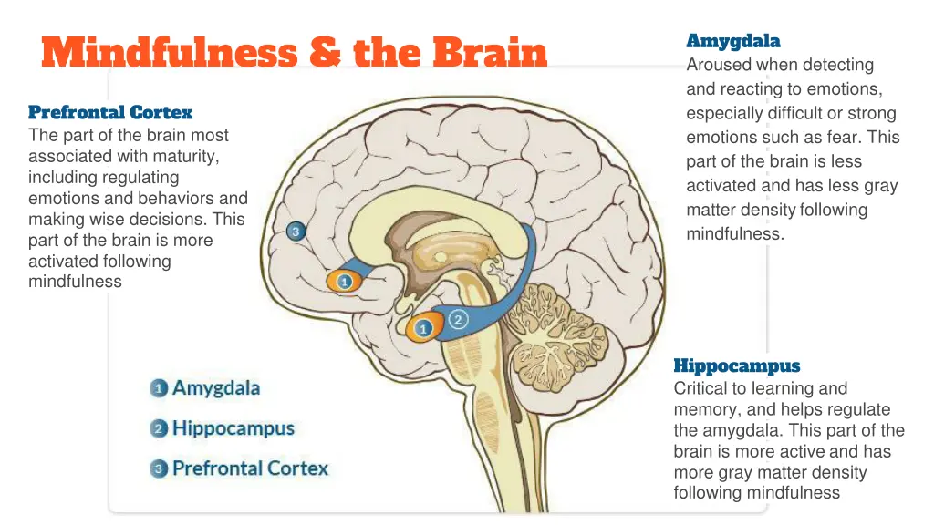 mindfulness the brain