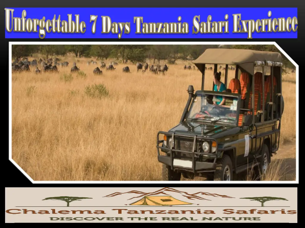 unforgettable 7 days tanzania safari experience 1