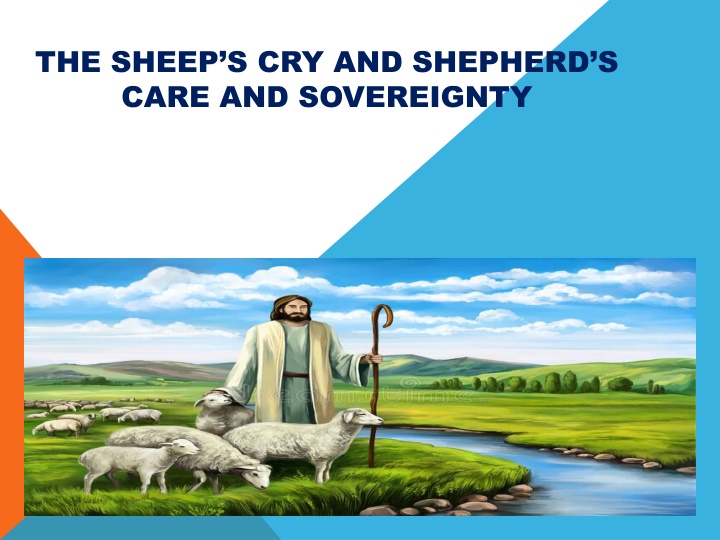 the sheep s cry and shepherd s care