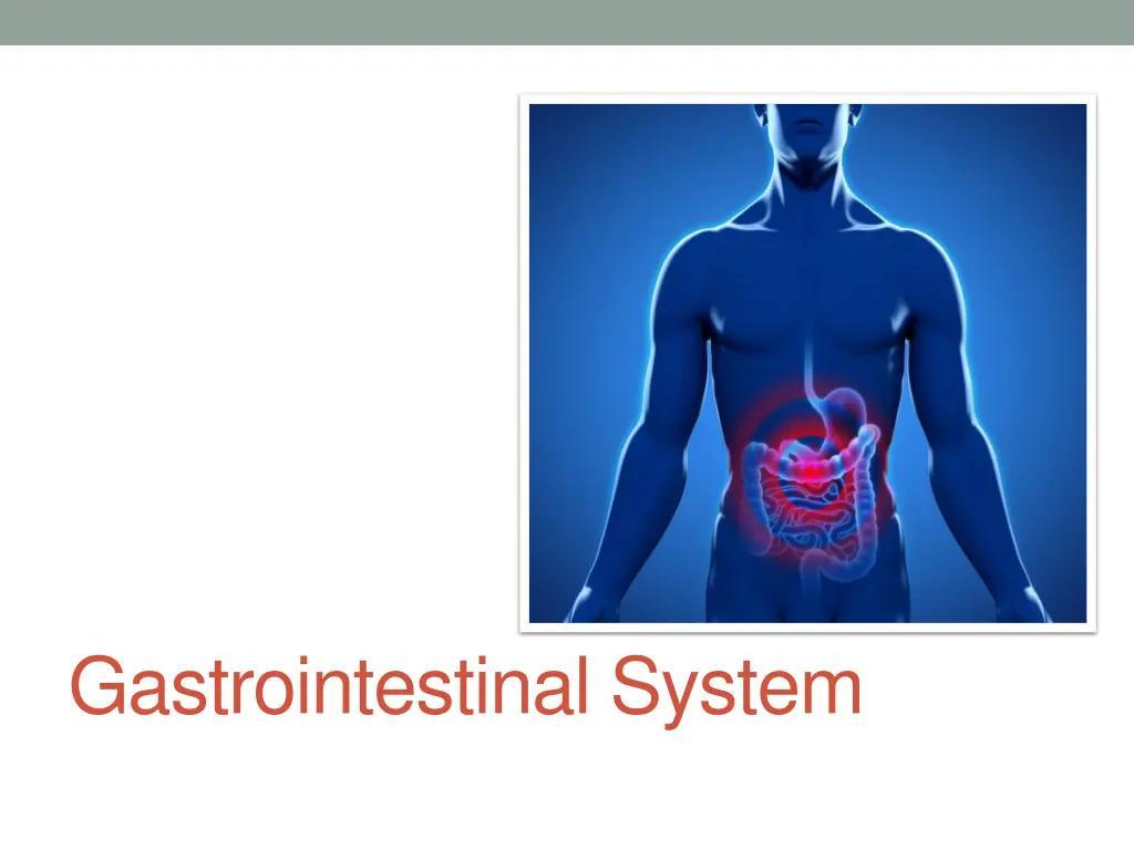 gastrointestinal system