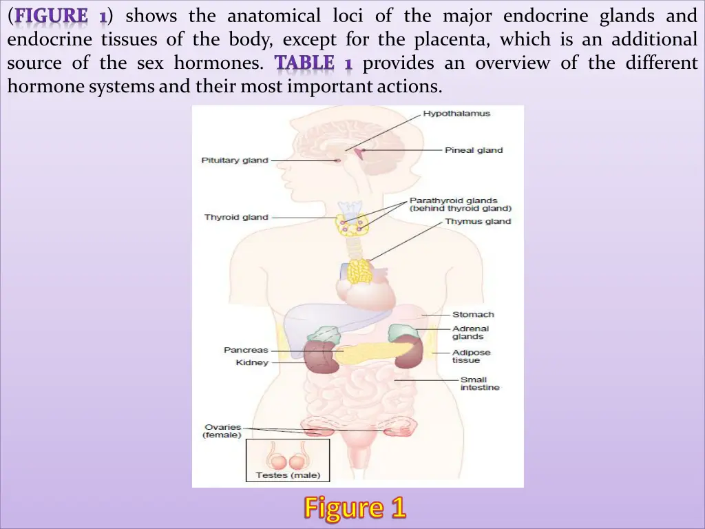 figure 1 shows the anatomical loci of the major