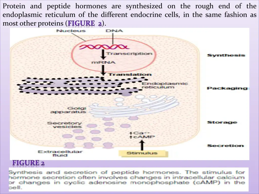 protein and peptide hormones are synthesized