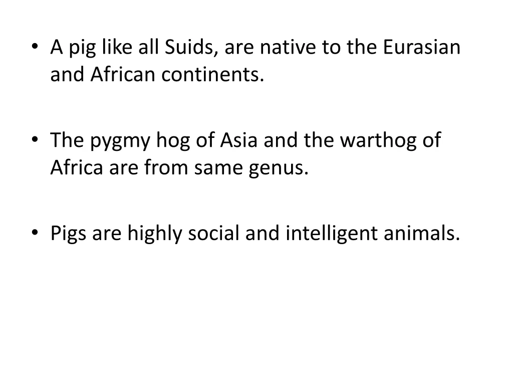 a pig like all suids are native to the eurasian