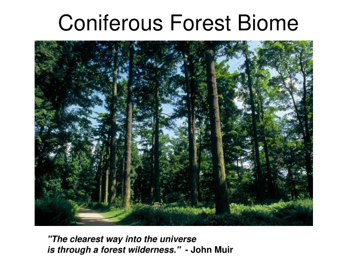 coniferous forest biome