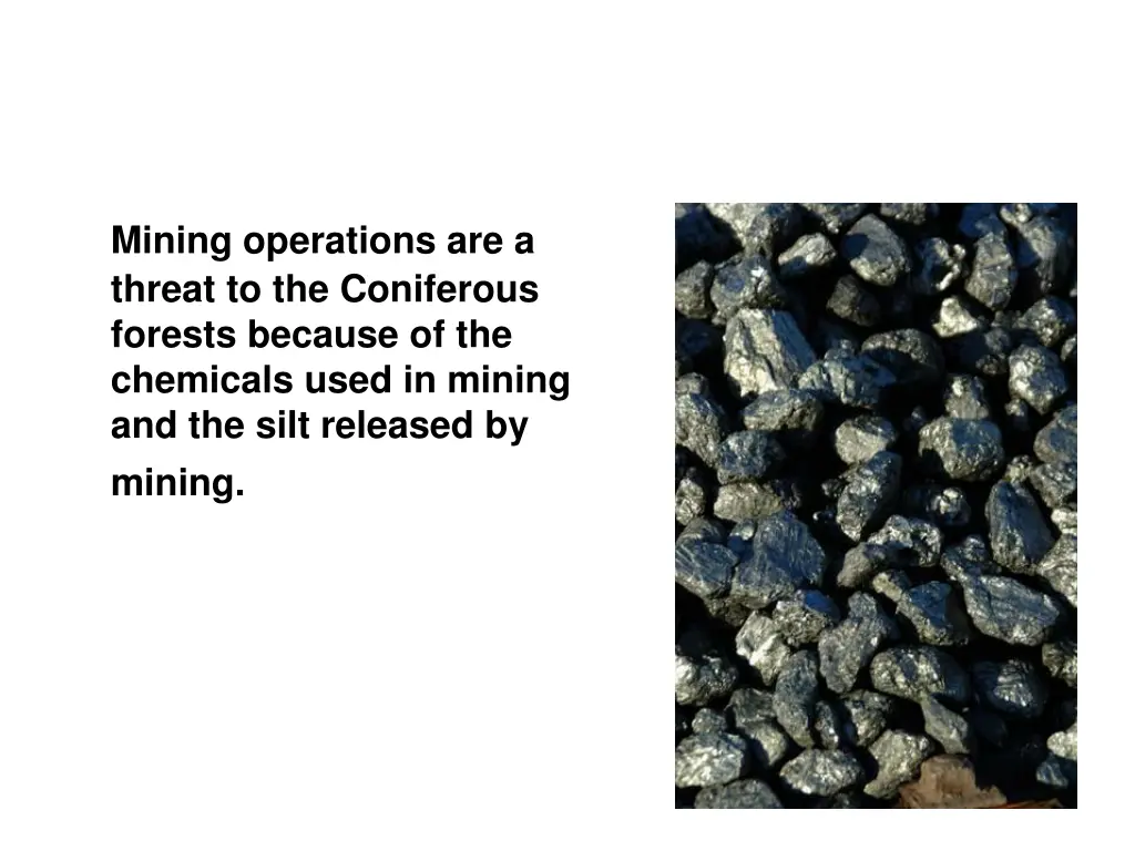 mining operations are a threat to the coniferous