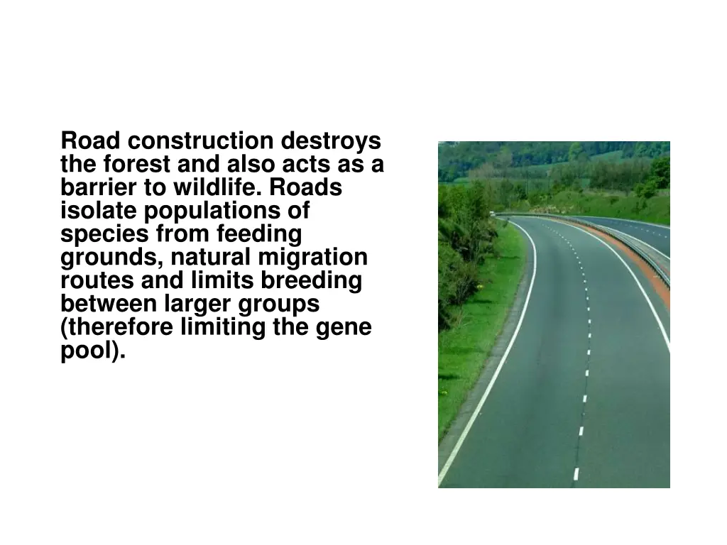 road construction destroys the forest and also