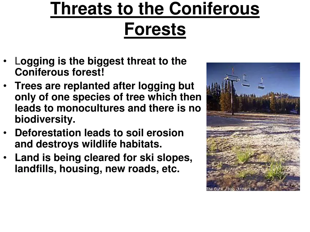 threats to the coniferous forests