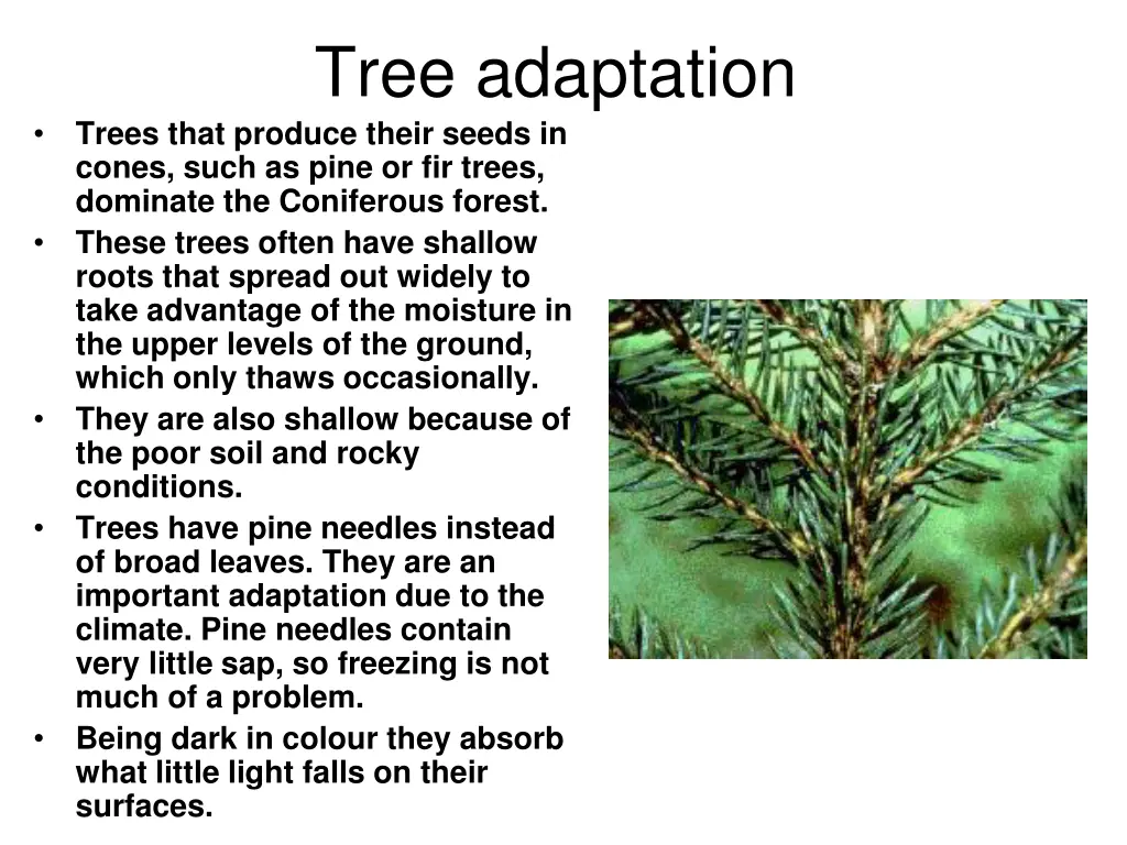 tree adaptation trees that produce their seeds