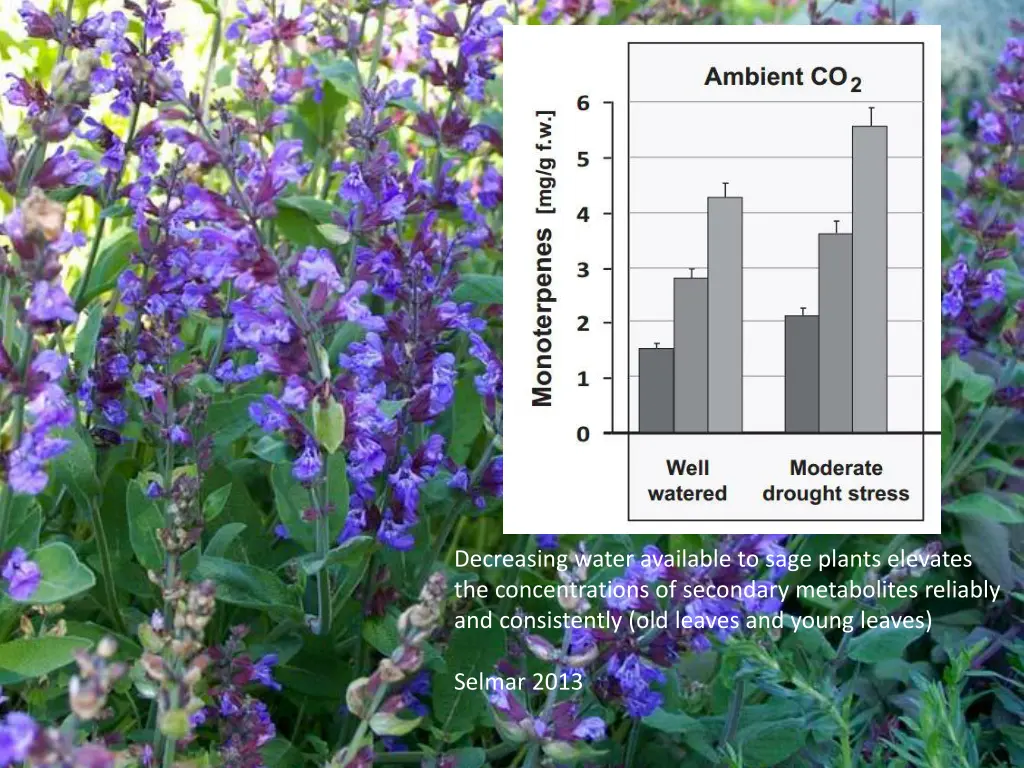 decreasing water available to sage plants 1