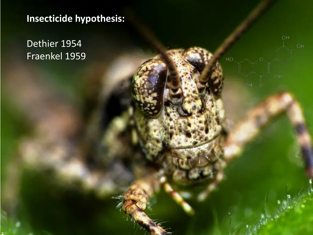 insecticide hypothesis