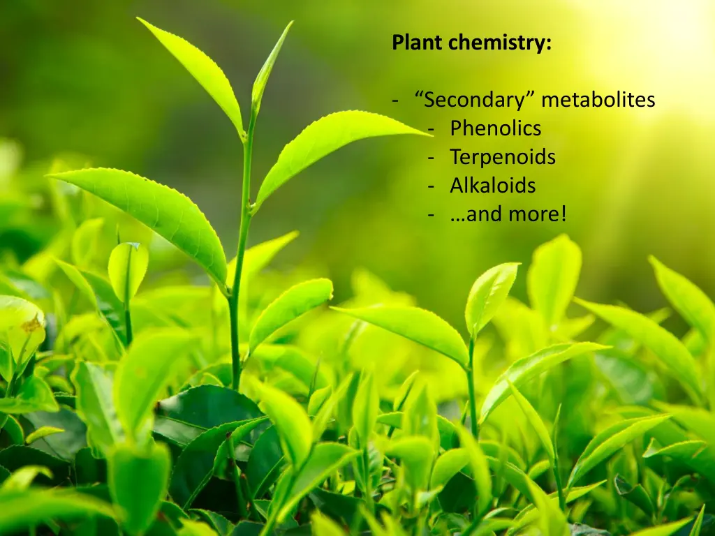 plant chemistry 1