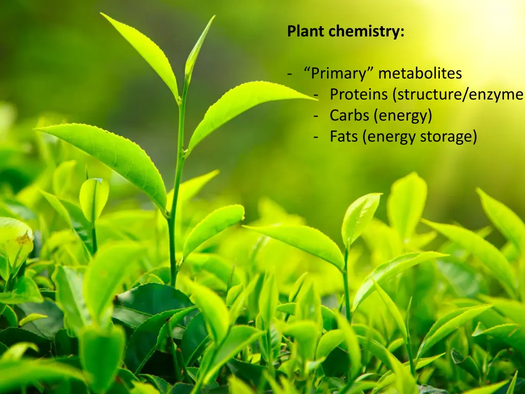 plant chemistry