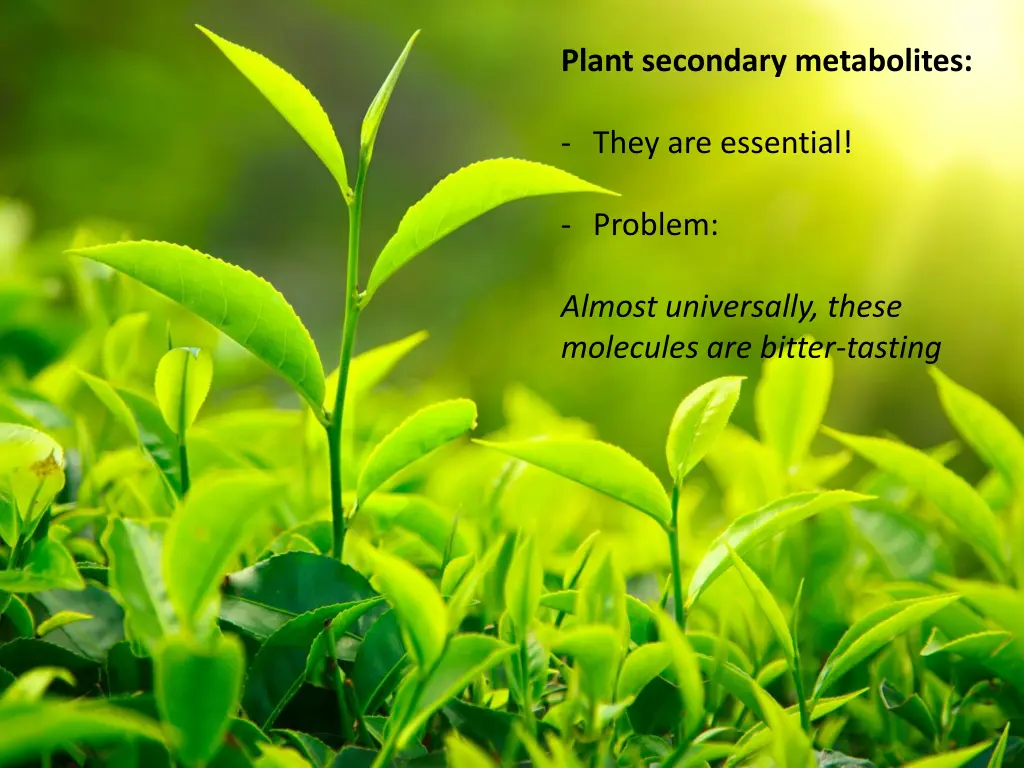 plant secondary metabolites 1