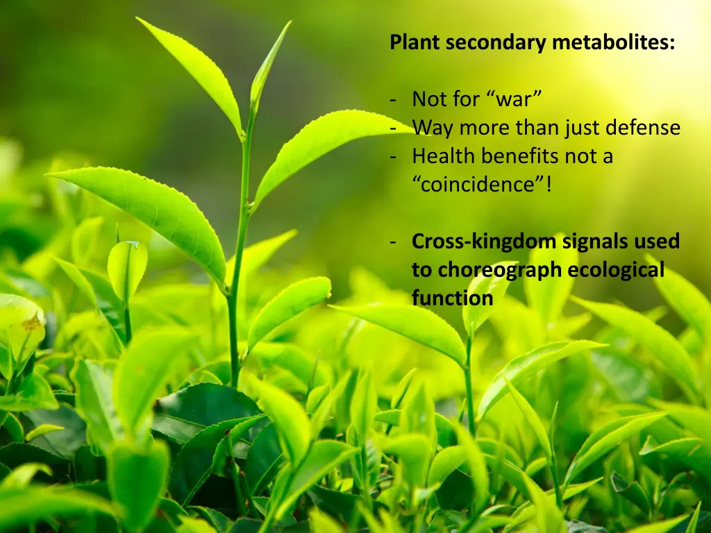 plant secondary metabolites