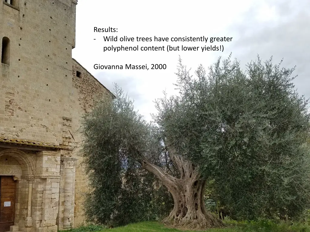 results wild olive trees have consistently