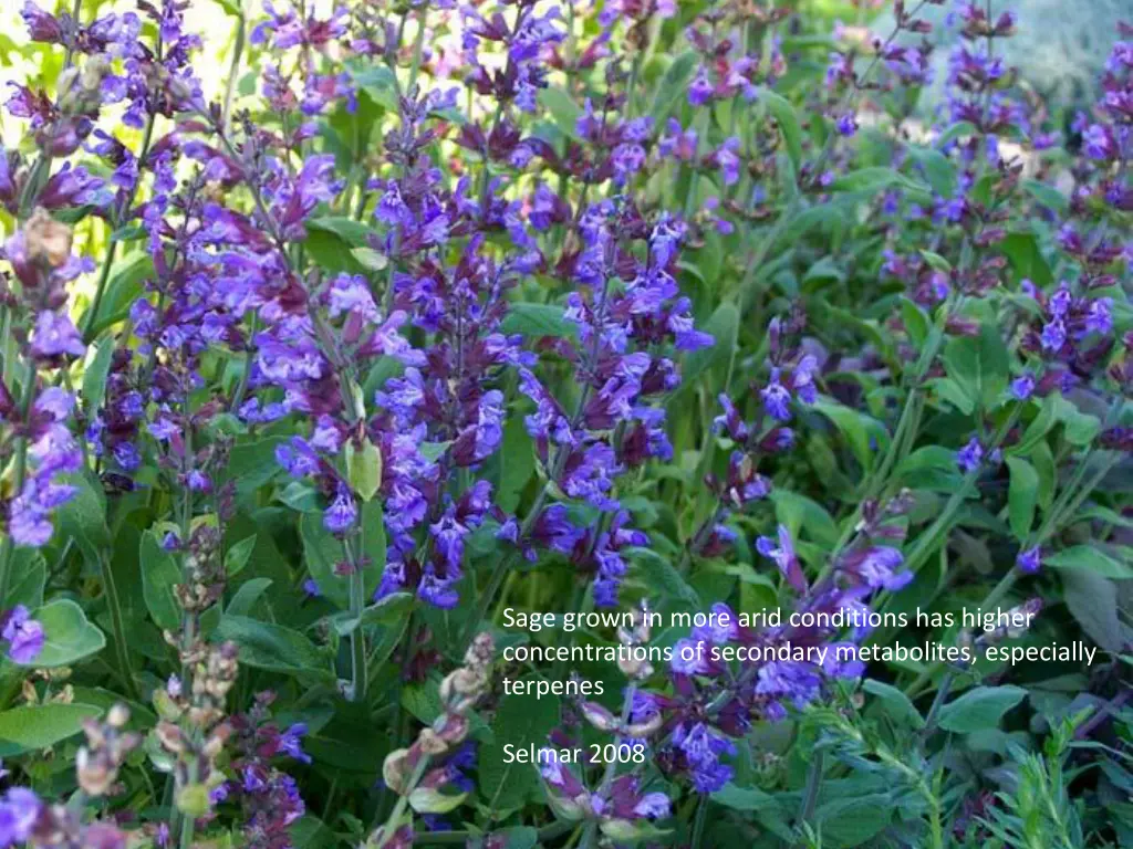 sage grown in more arid conditions has higher