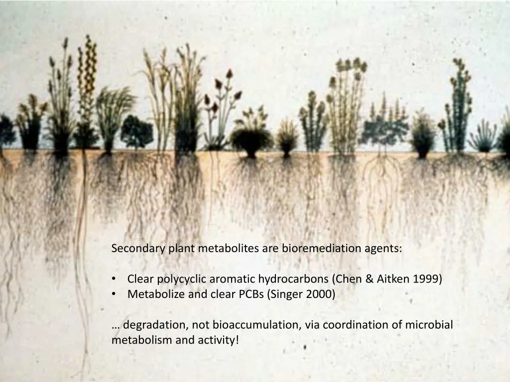 secondary plant metabolites are bioremediation