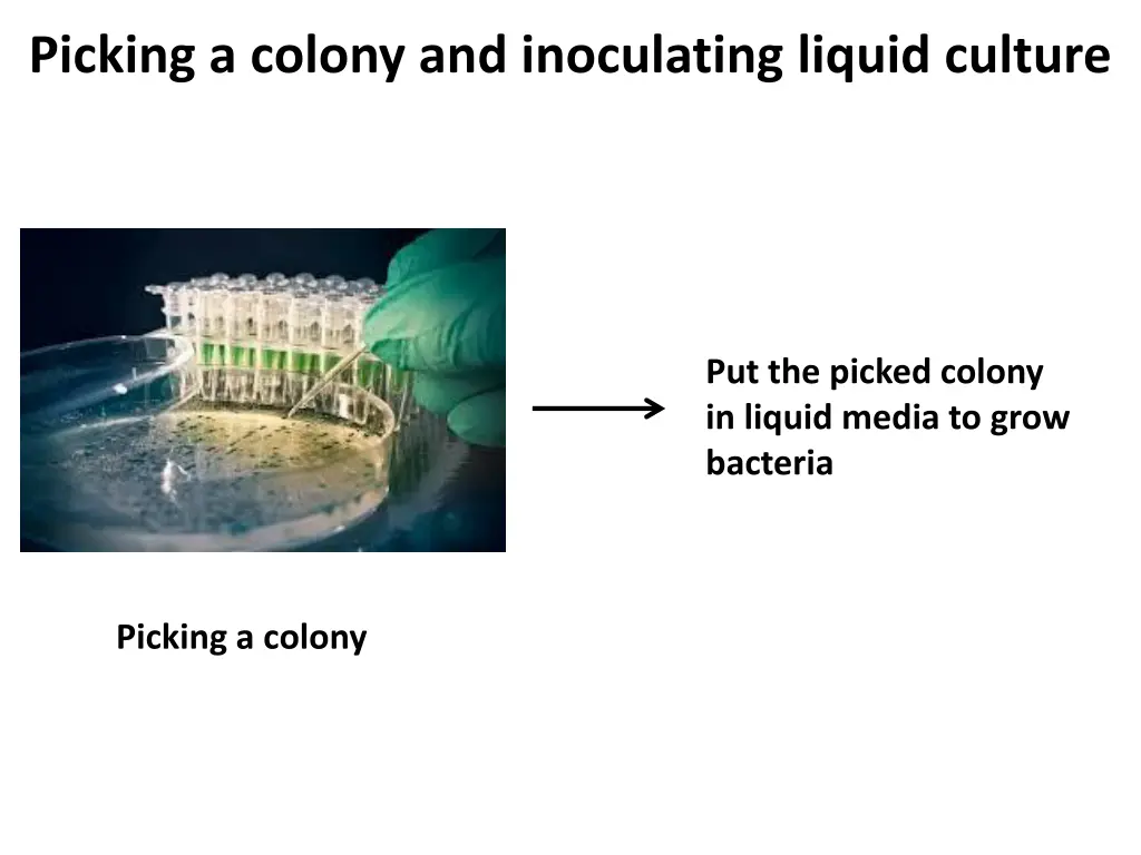 picking a colony and inoculating liquid culture