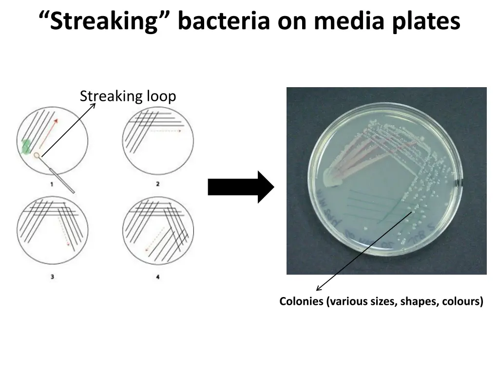 streaking bacteria on media plates