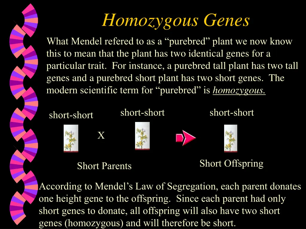 homozygous genes