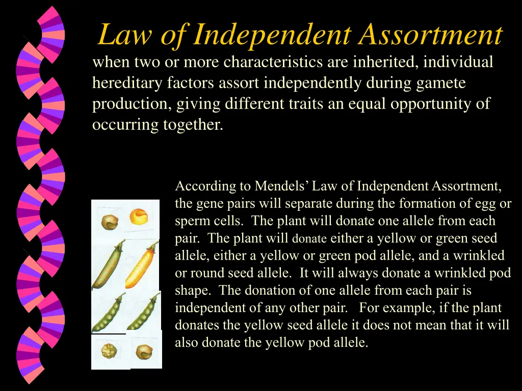 law of independent assortment when two or more