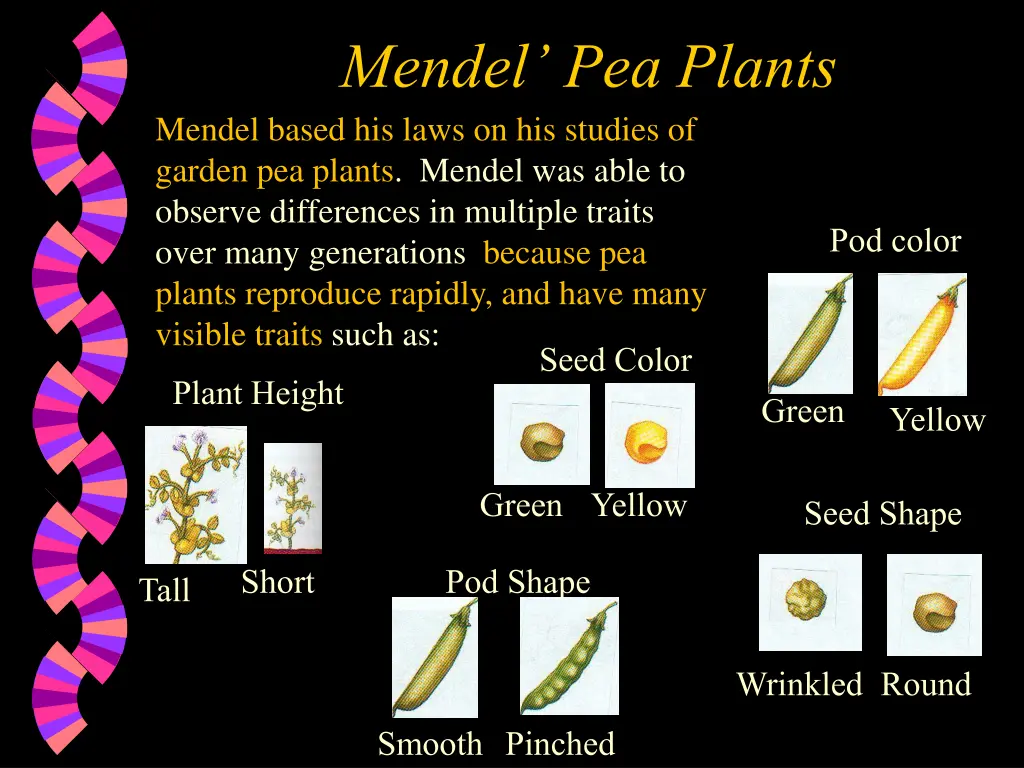 mendel pea plants mendel based his laws