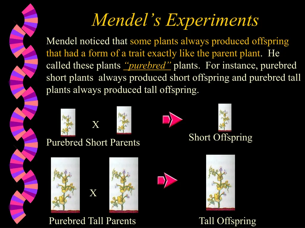 mendel s experiments