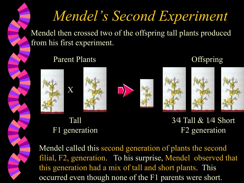 mendel s second experiment