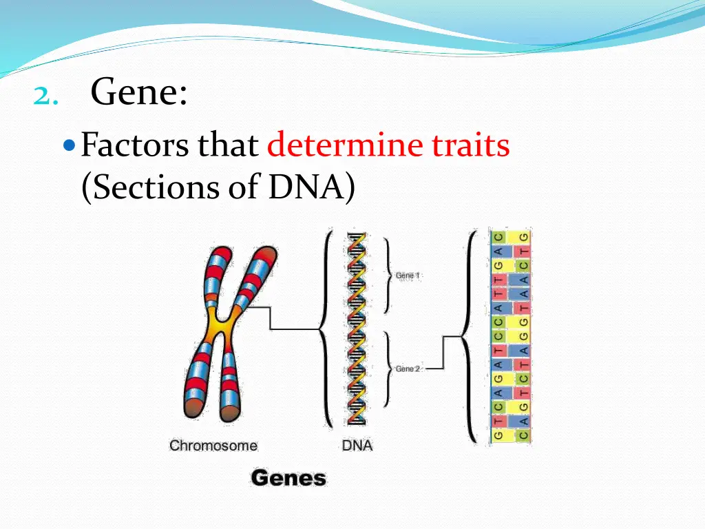 2 gene