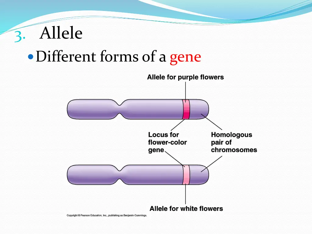 3 allele