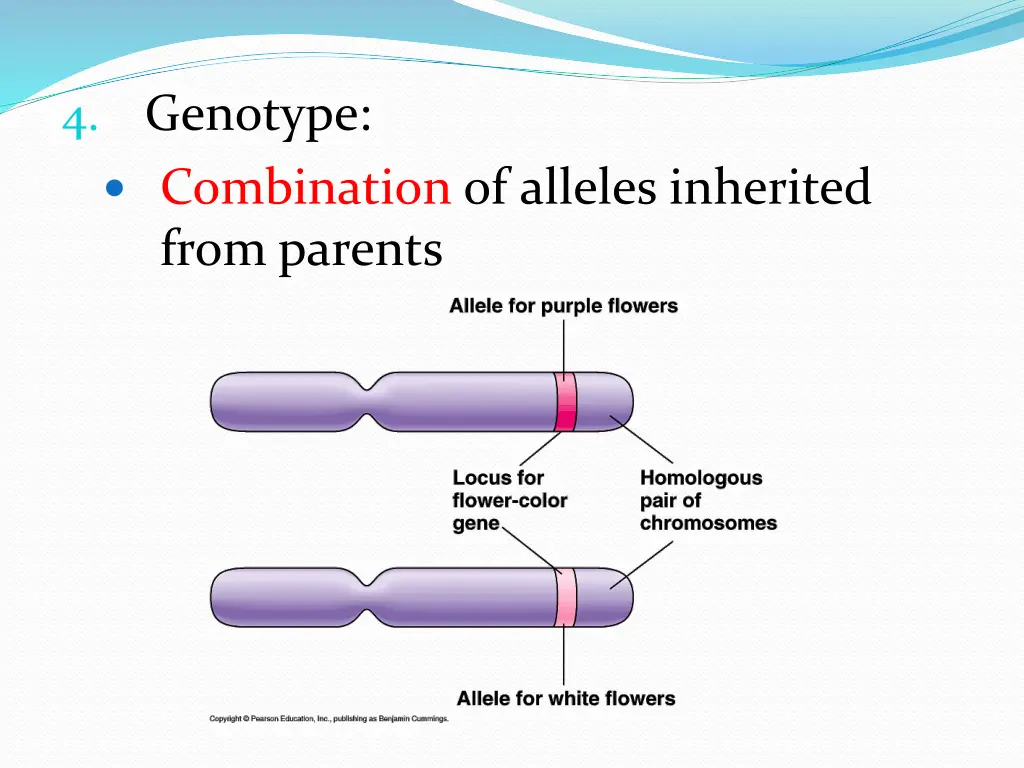 4 genotype