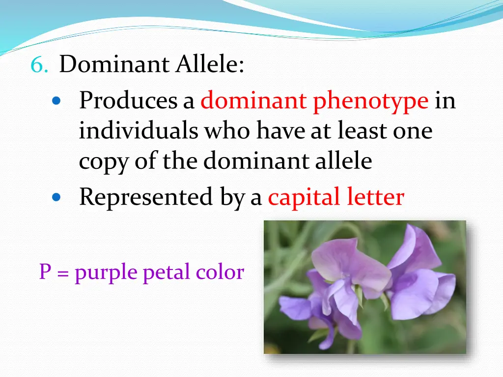 6 dominant allele