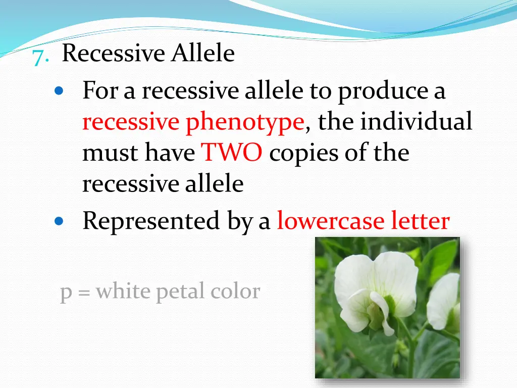 7 recessive allele