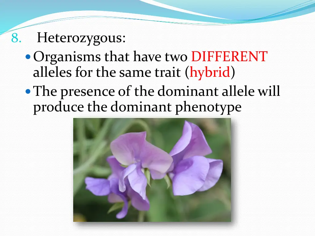 heterozygous organisms that have two different