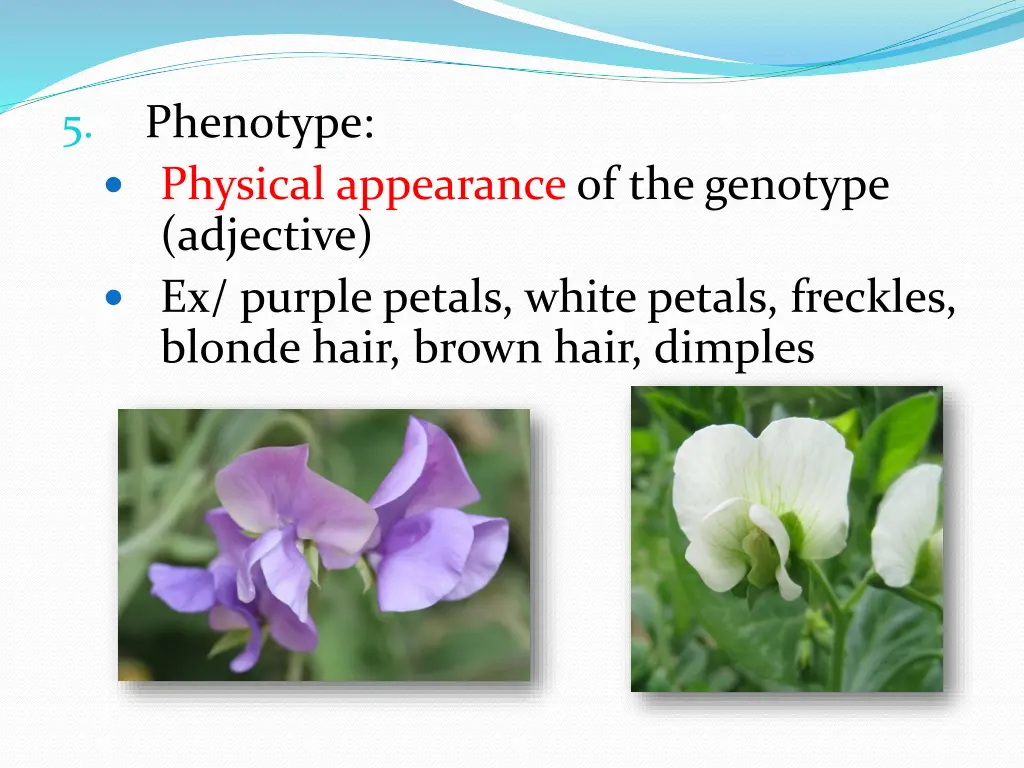 phenotype physical appearance of the genotype