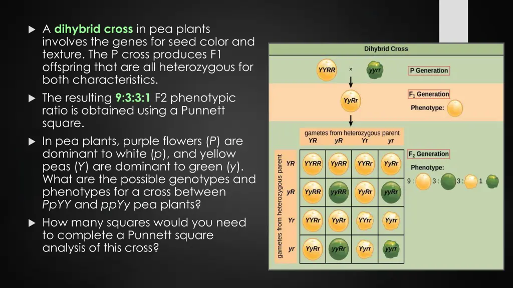 a dihybrid cross in pea plants involves the genes