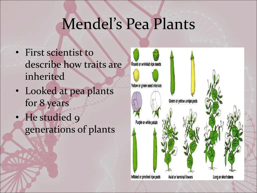 mendel s pea plants