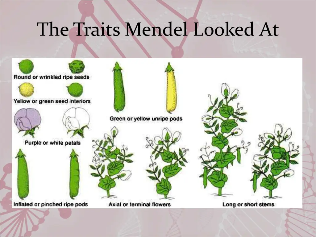 the traits mendel looked at