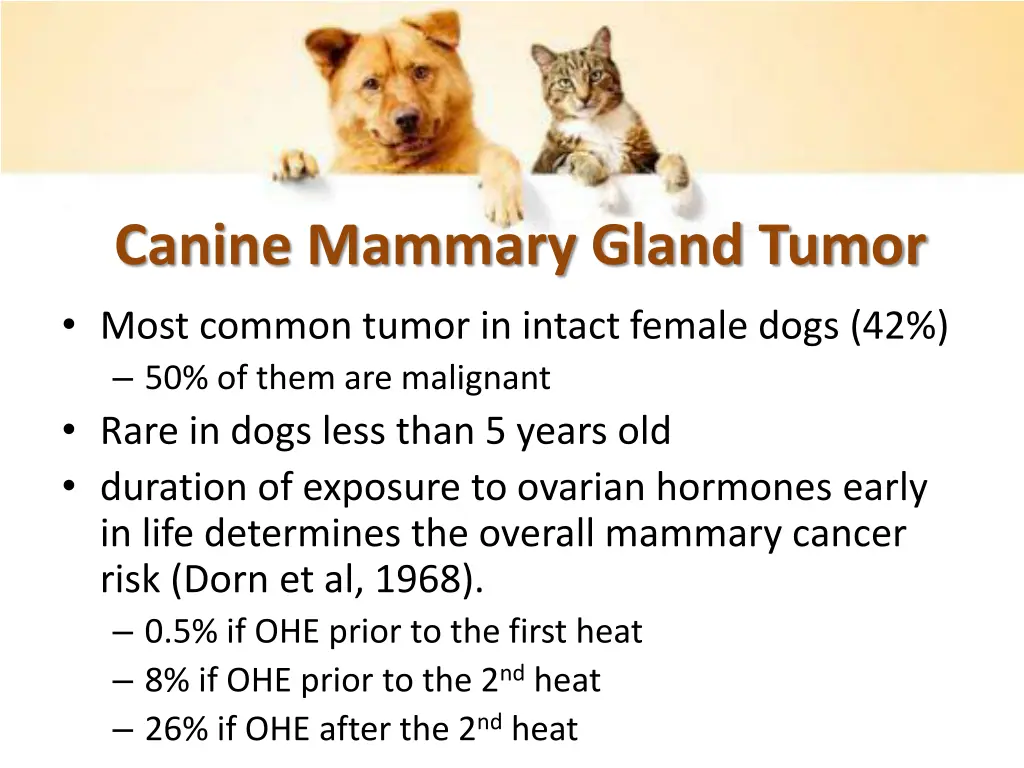 canine mammary gland tumor most common tumor