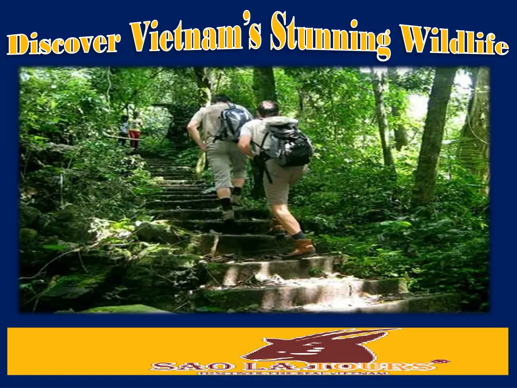 discover vietnam s stunning wildlife discover 2