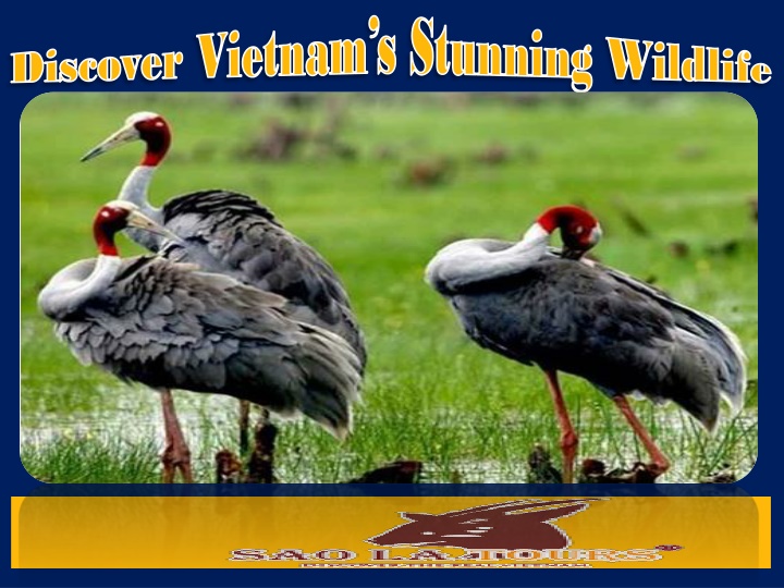 discover vietnam s stunning wildlife discover