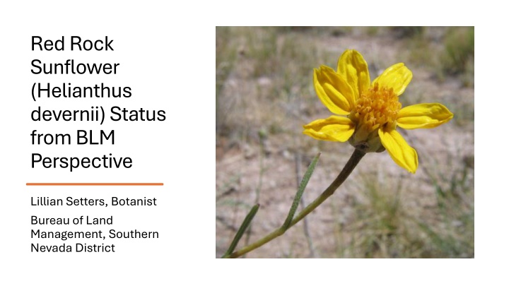 red rock sunflower helianthus devernii status