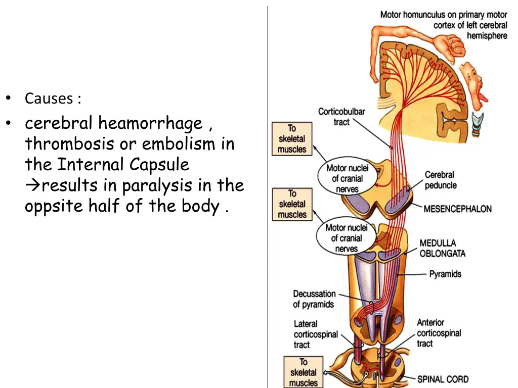 causes cerebral heamorrhage thrombosis