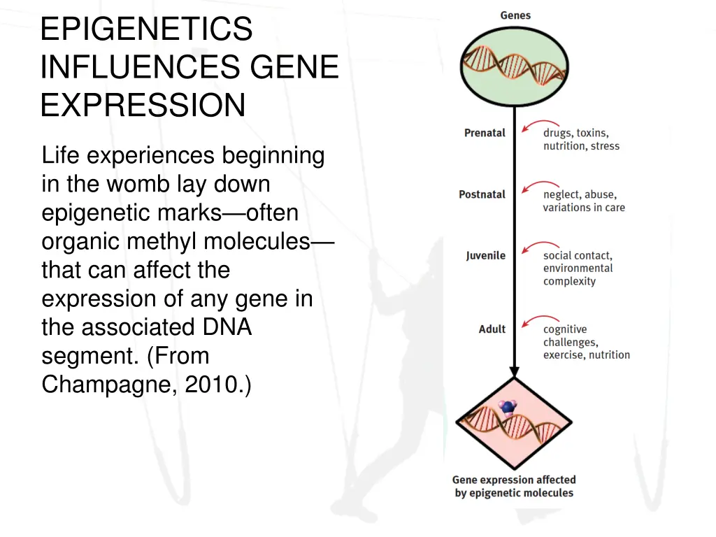 epigenetics influences gene expression