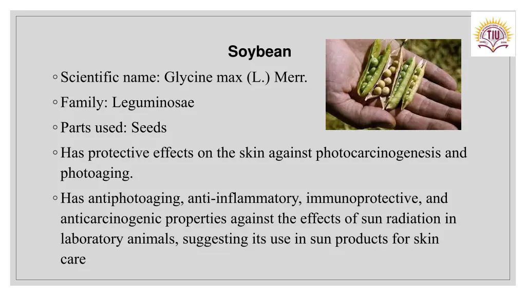 soybean