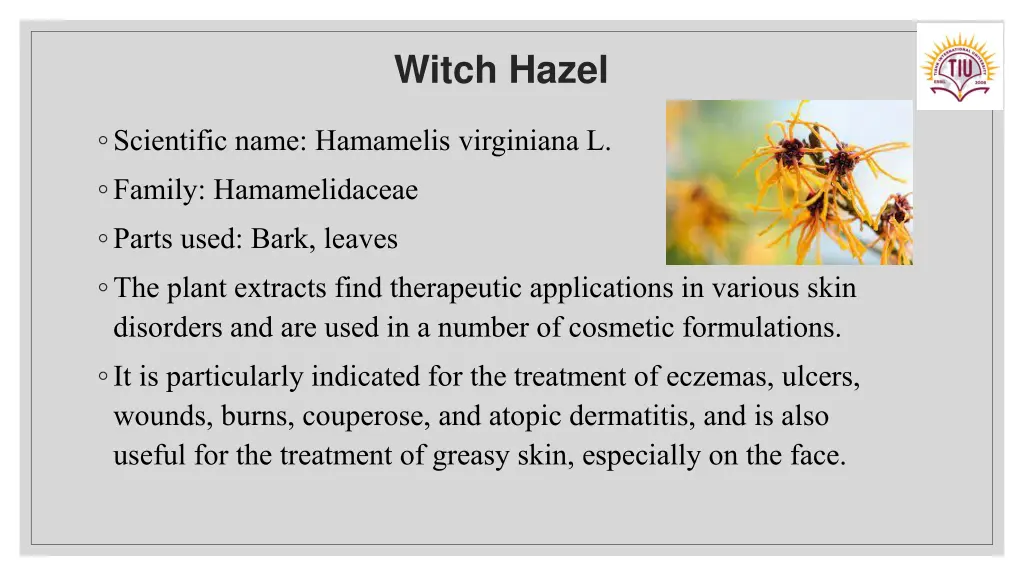 witch hazel